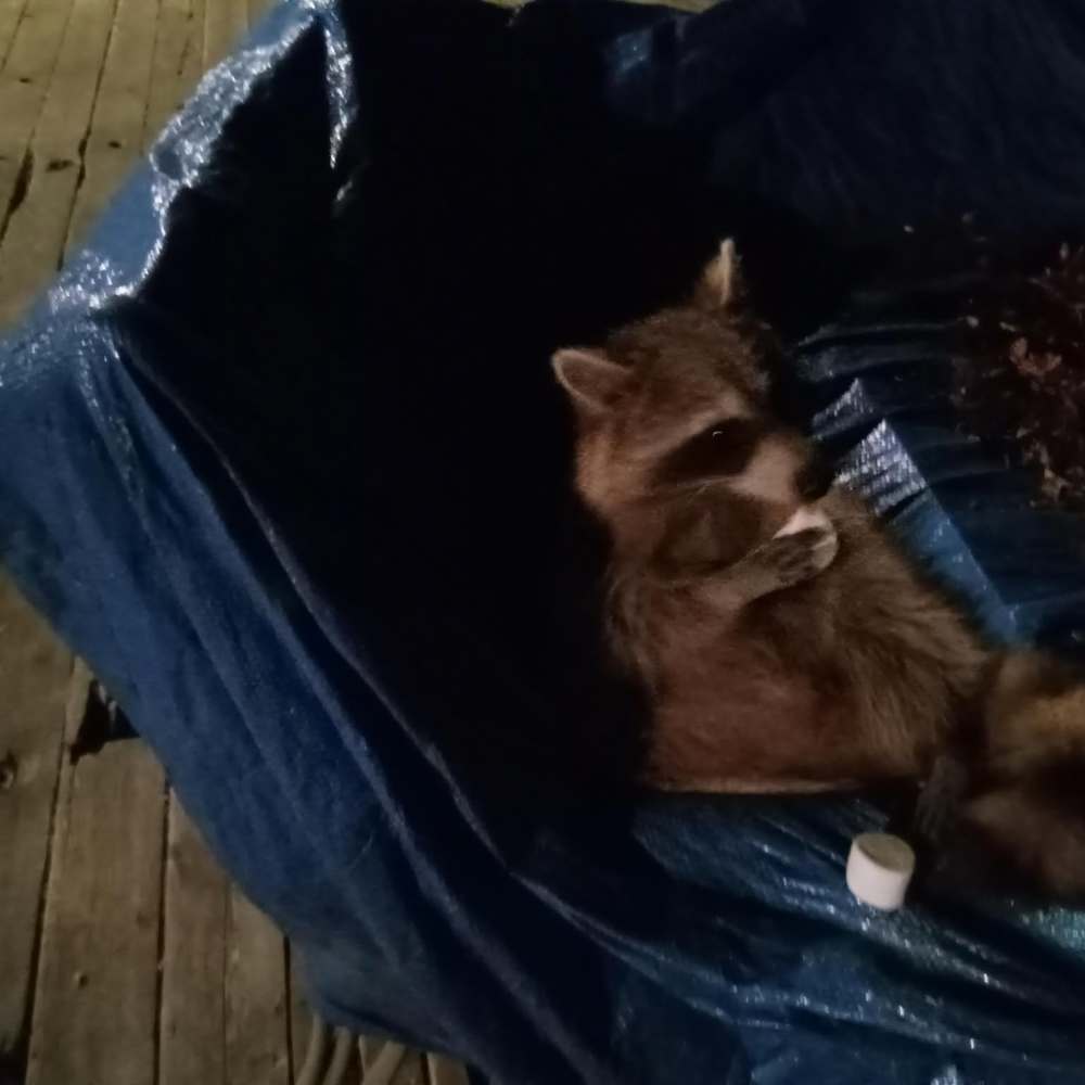 Meet your Posher, Felicia